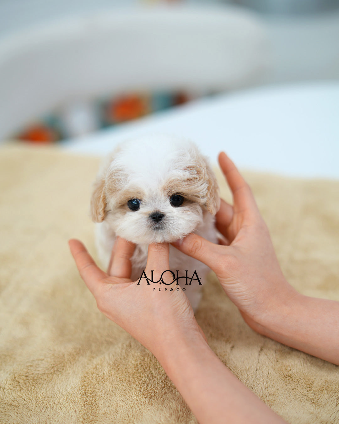 Timmy [TEACUP MALTIPOO]