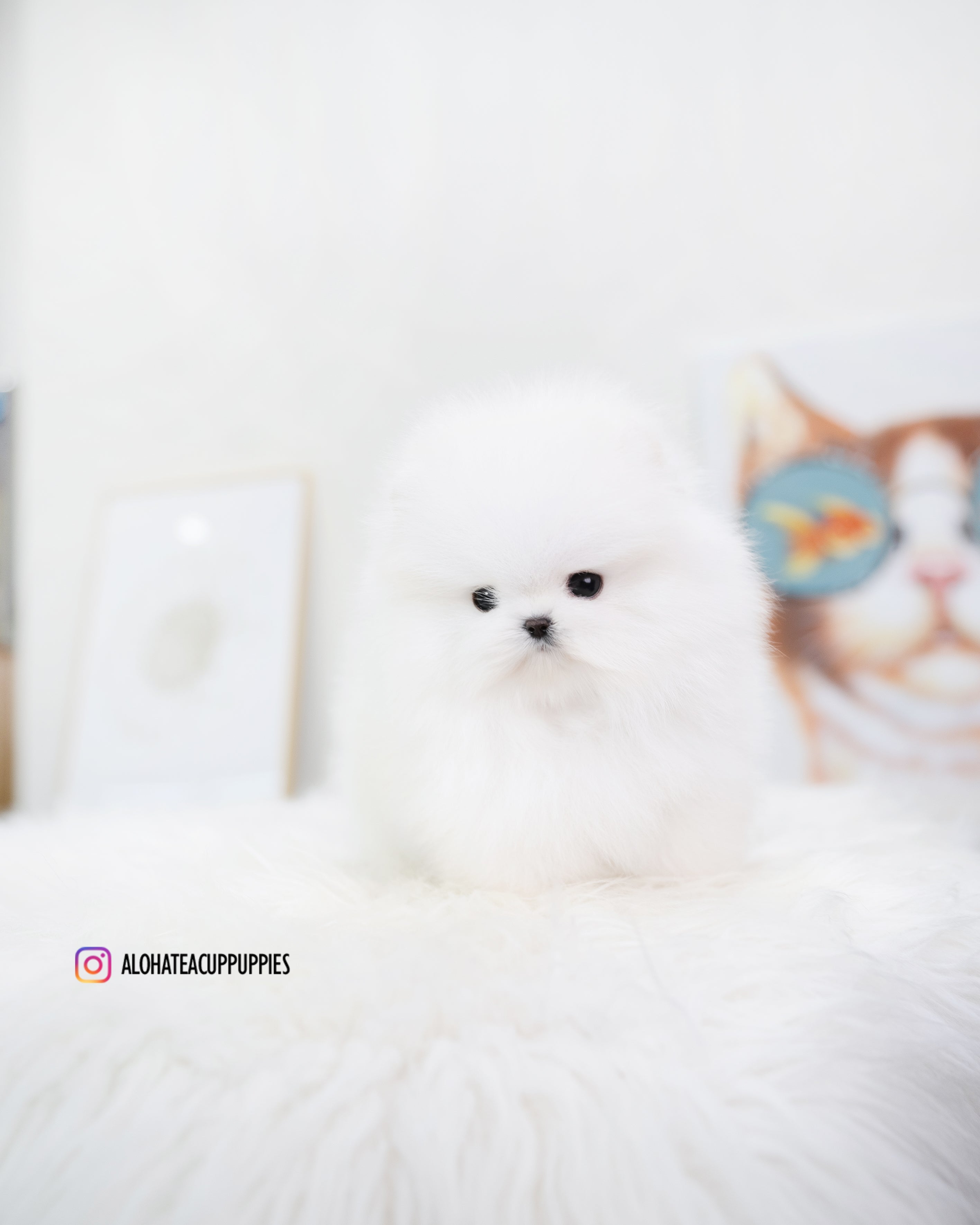 Larry [TEACUP POMERANIAN]