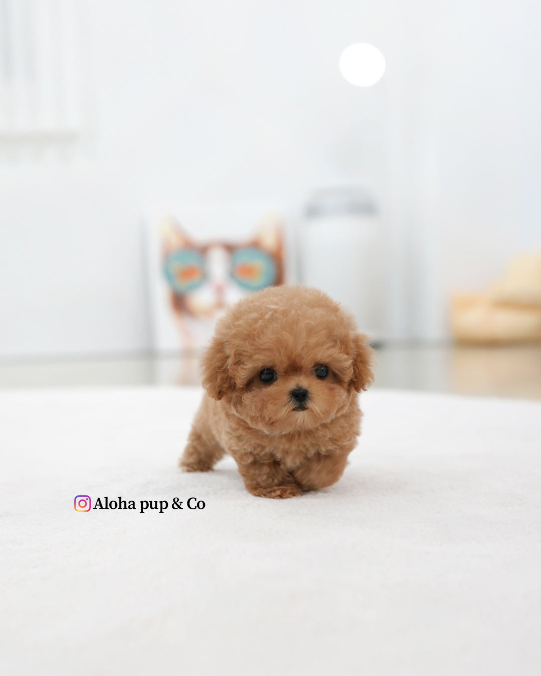 Esme [TEACUP POODLE]