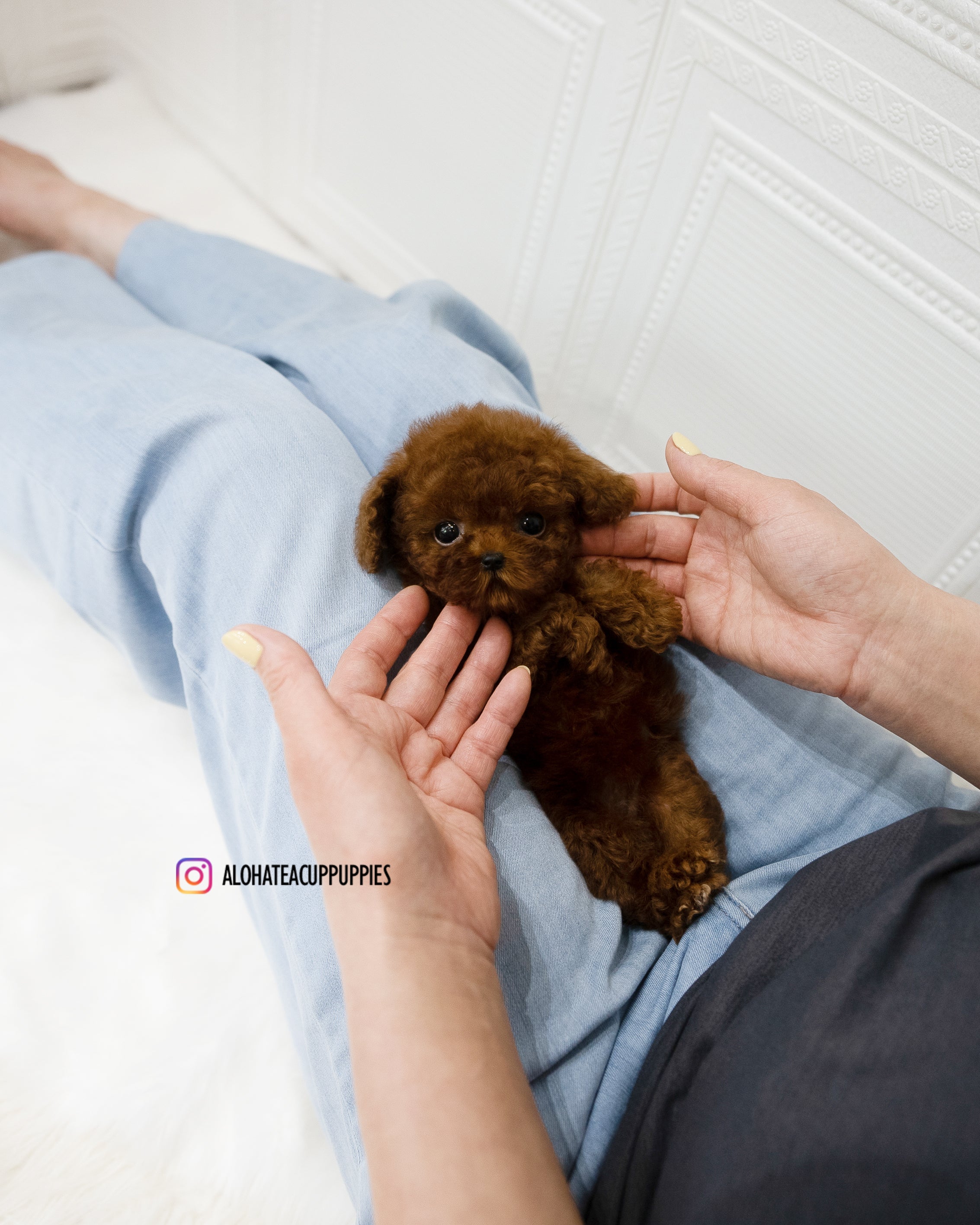 Remi [TEACUP POODLE]