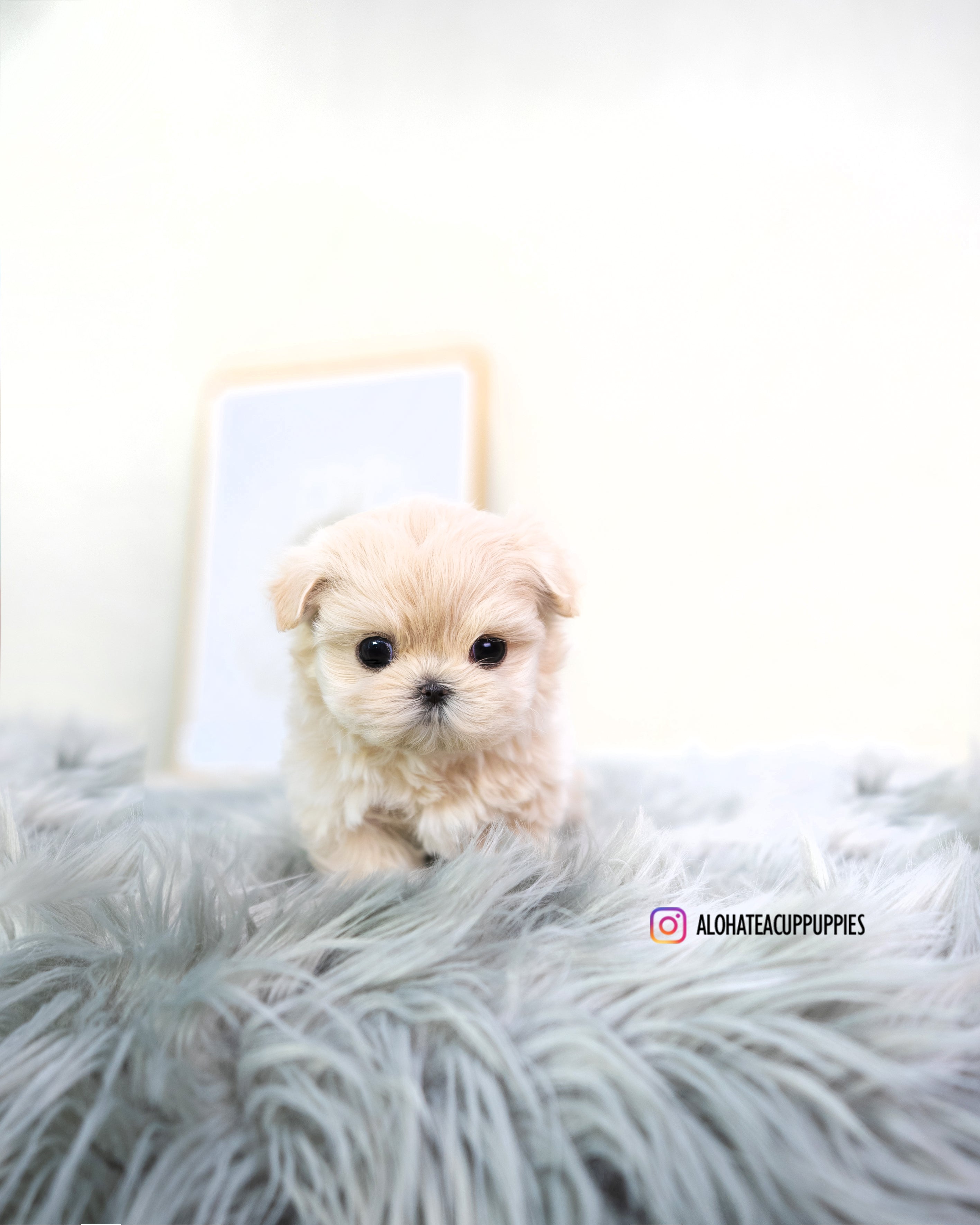 Susan [TEACUP MALTIPOO]