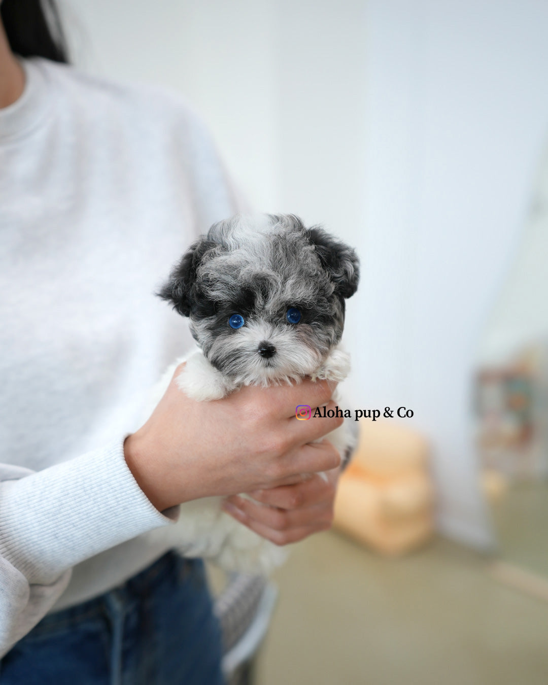 Kai [TEACUP POODLE]