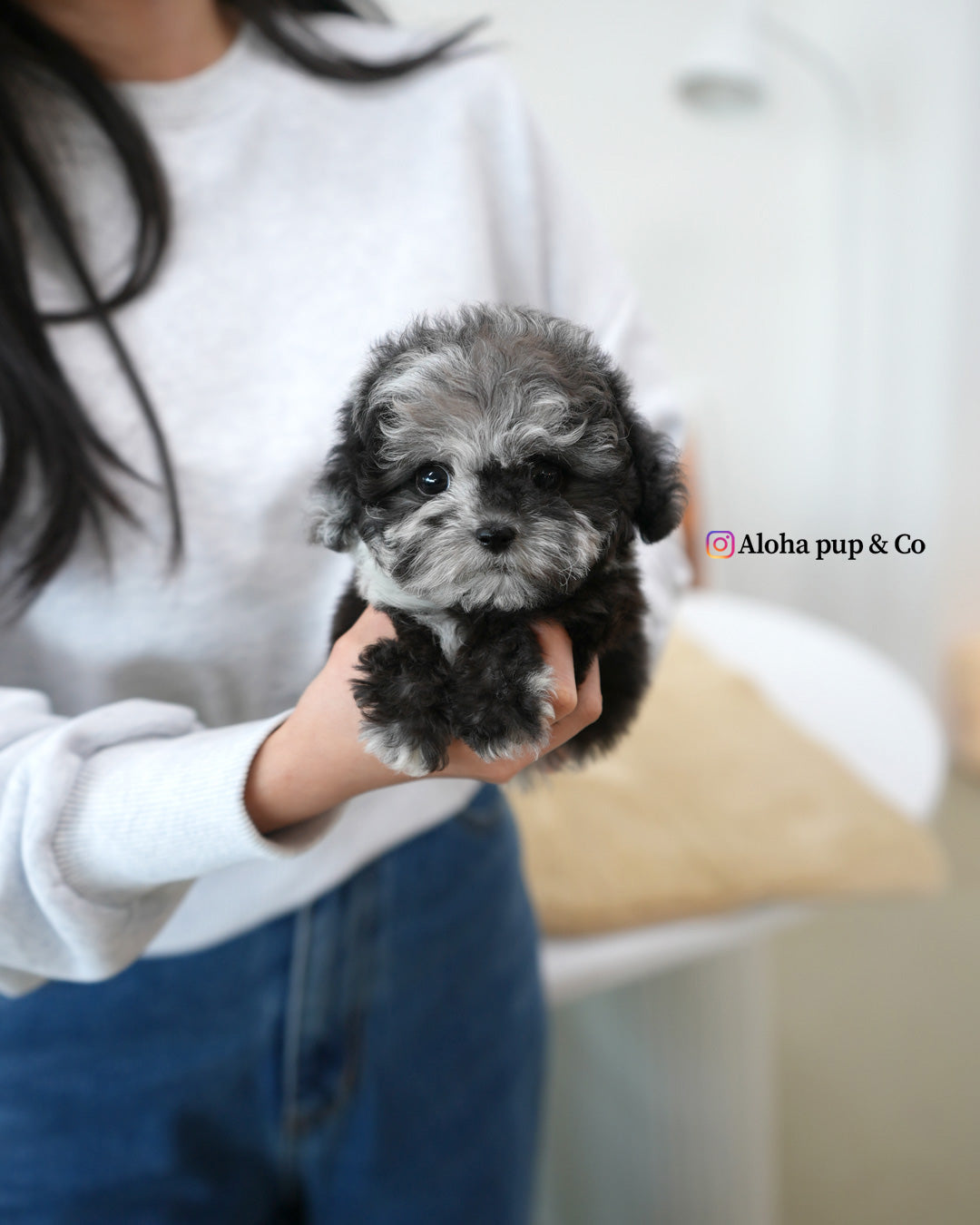 Molly [TEACUP POODLE]