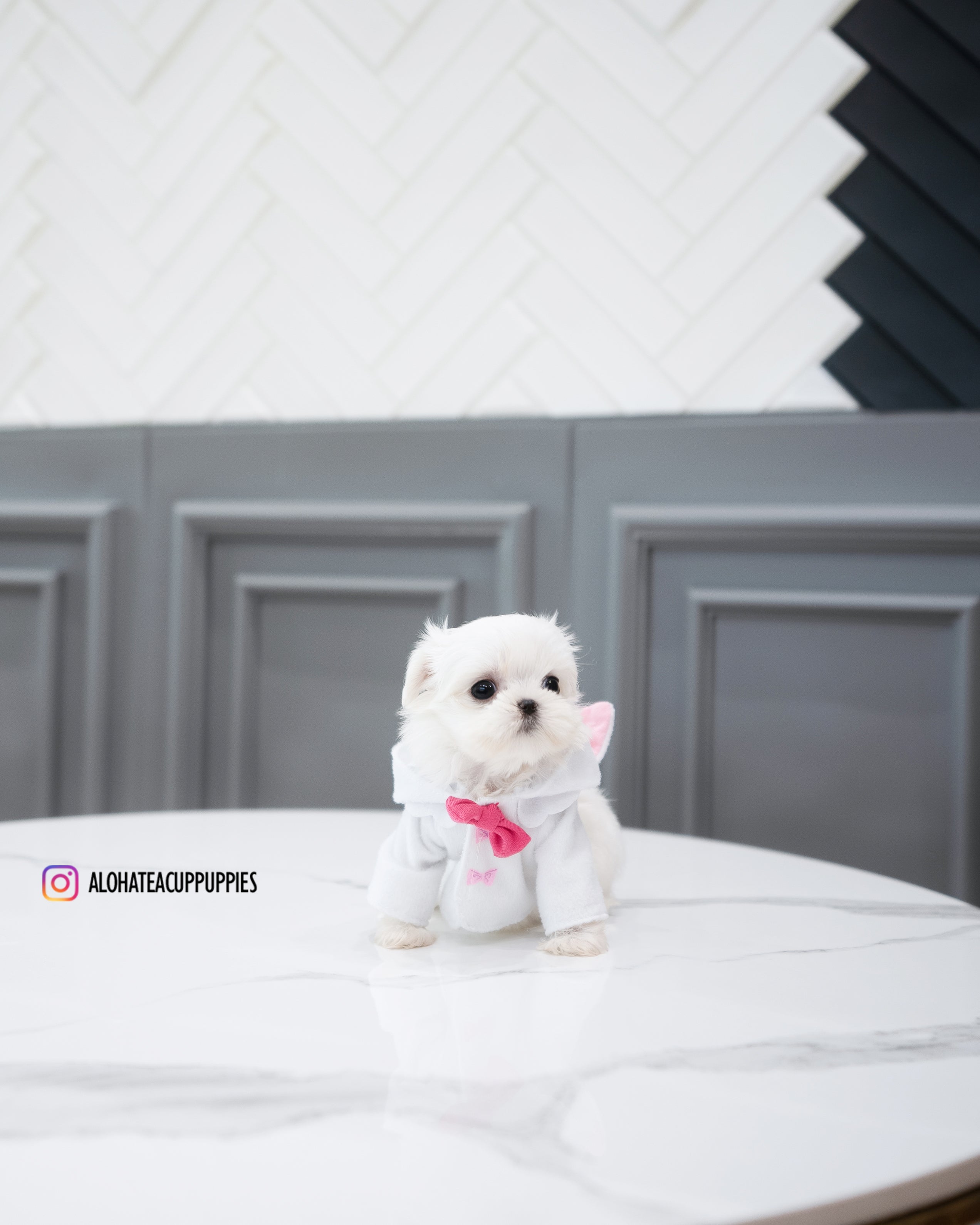 cotton [TEACUP MALTESE]