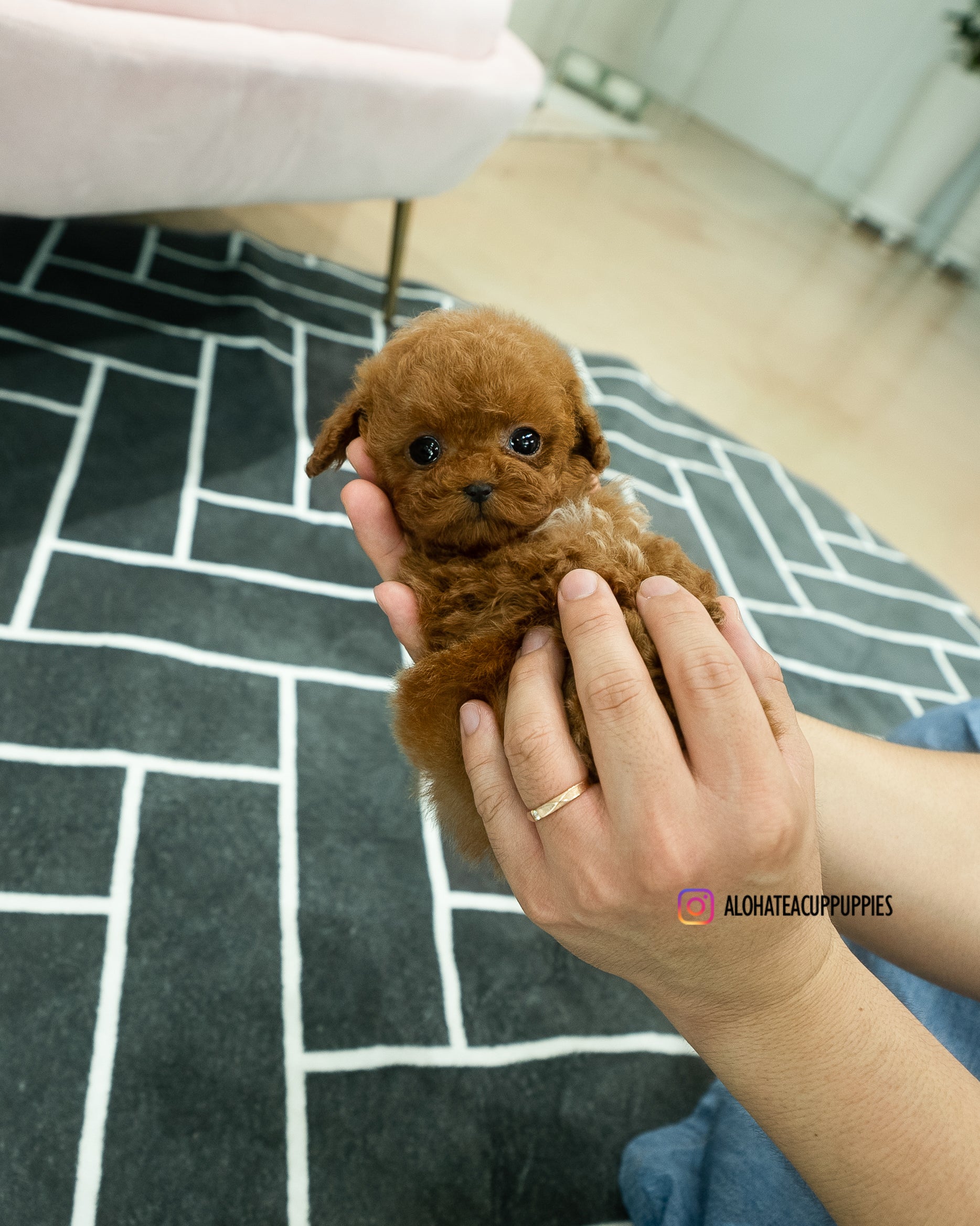 Buster [TEACUP POODLE]