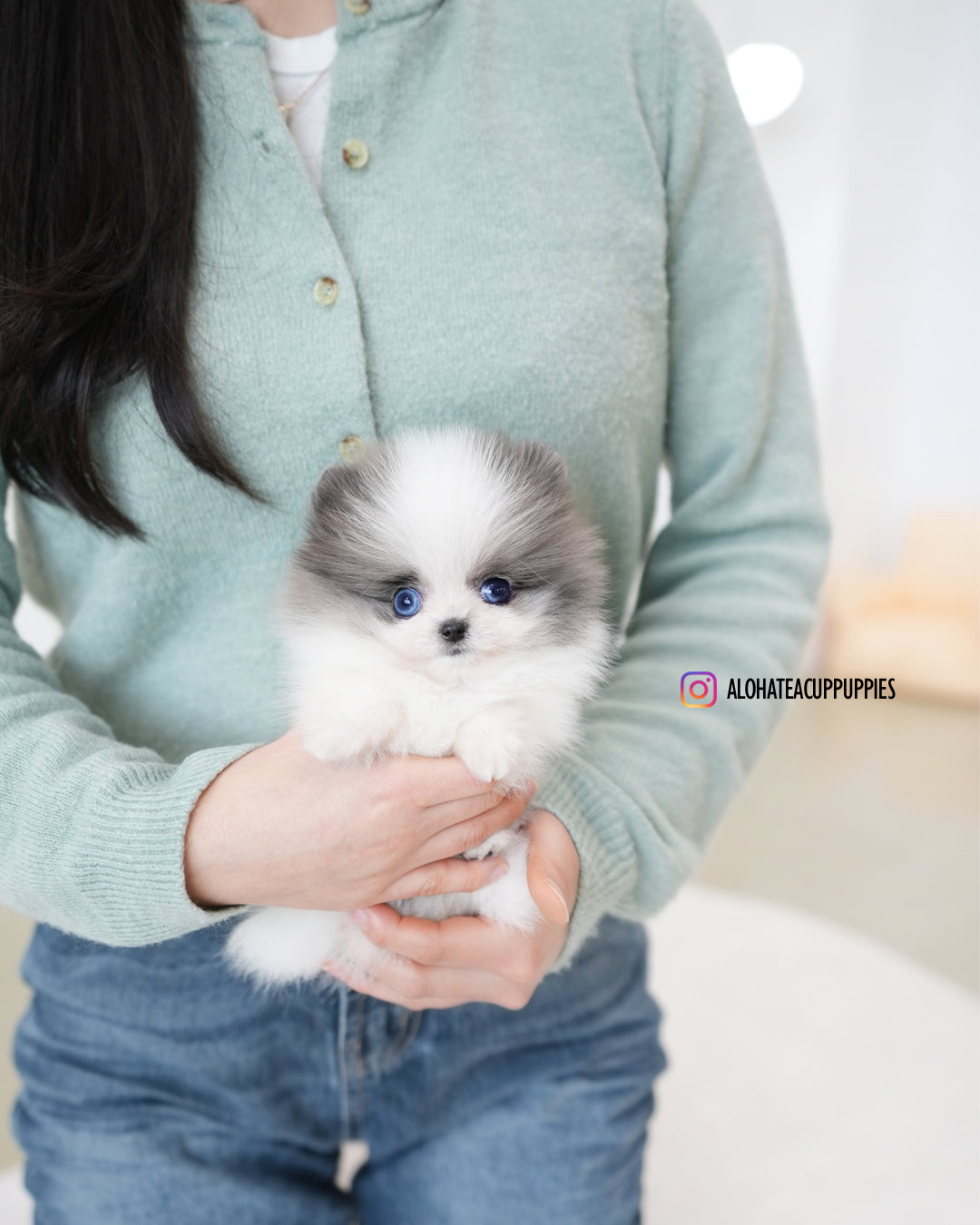 Prada [POMERANIA TAZA DE TÉ]