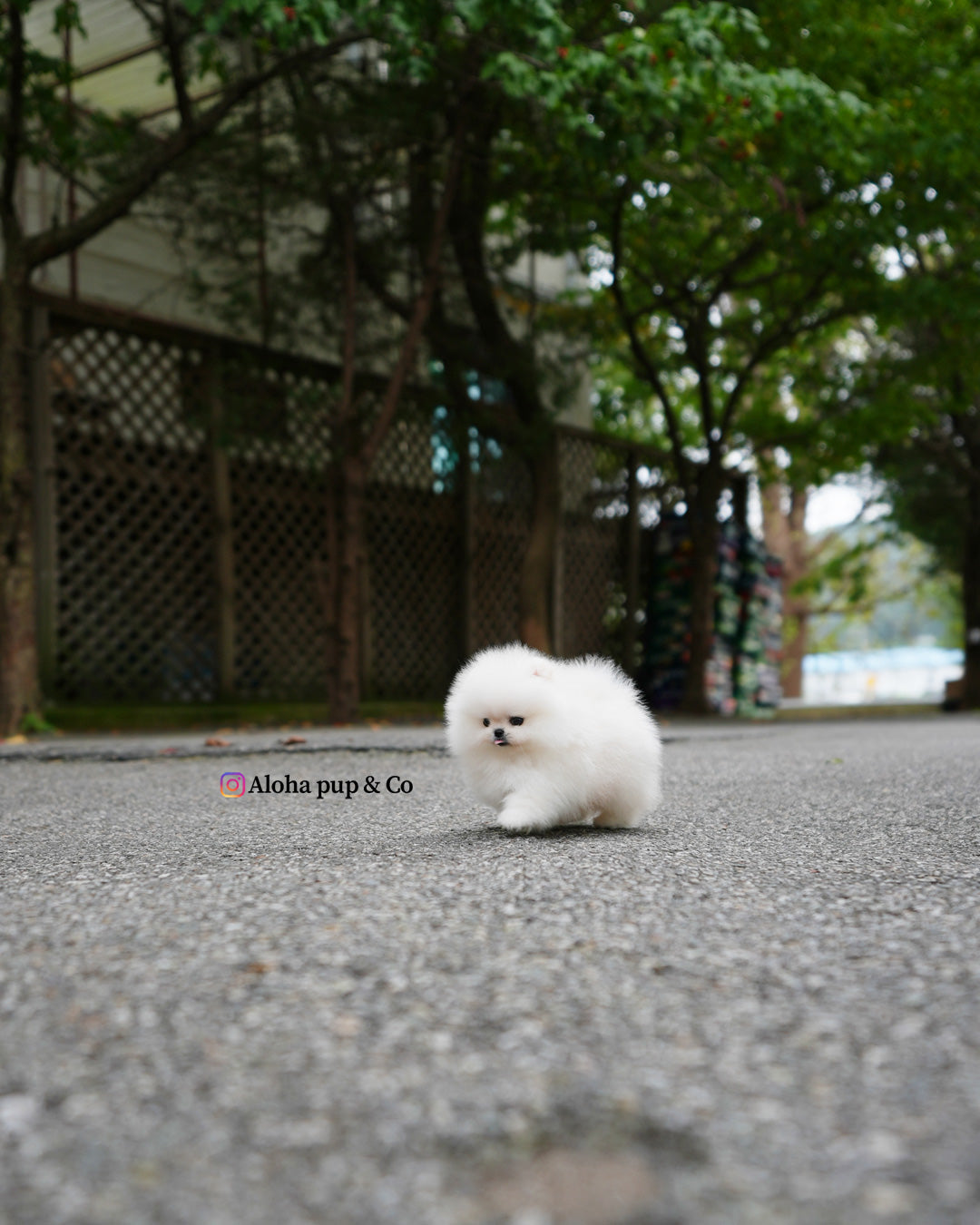 Leche [POMERANIA TAZA DE TÉ]