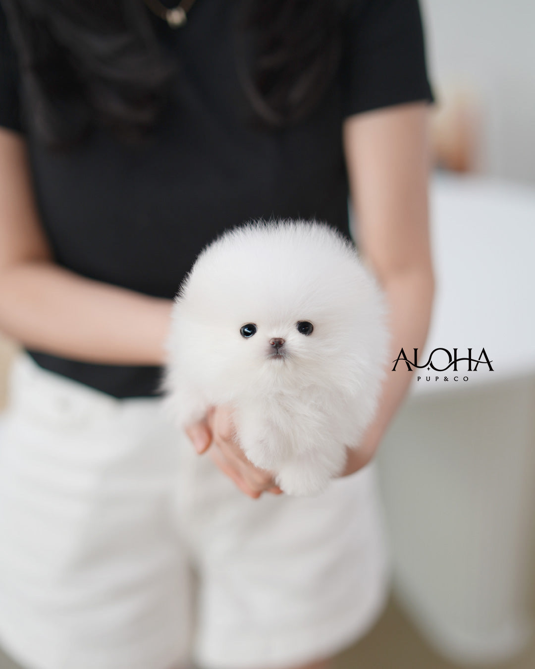 Anna [TEACUP POMERANIAN]