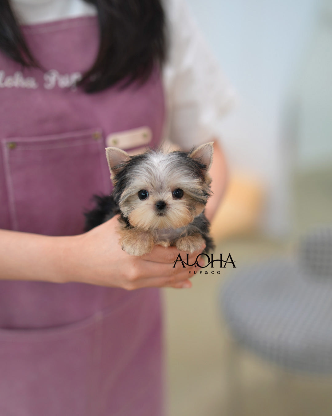 Mac [Teacup Yorkie]