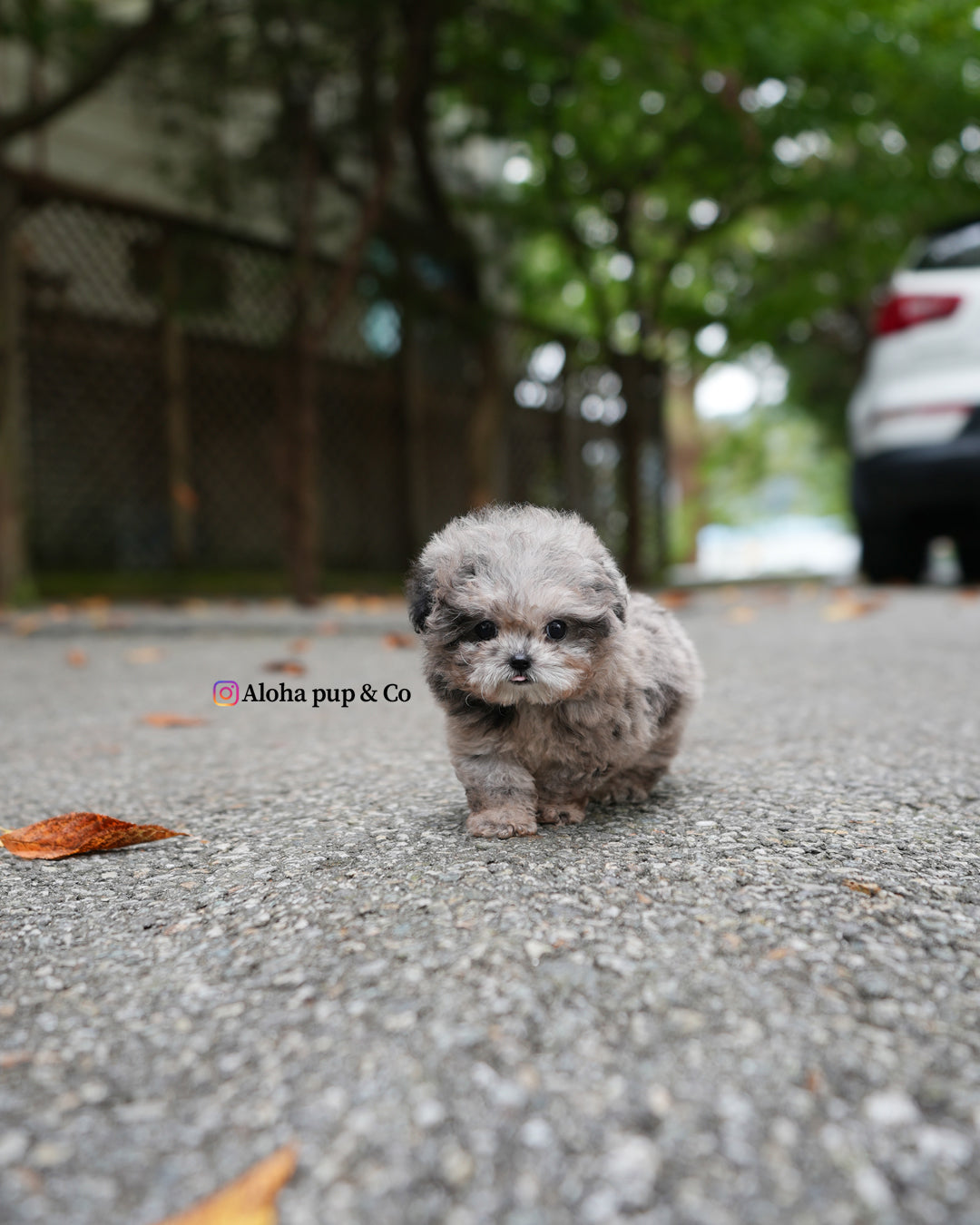 Ollie [TEACUP POODLE]