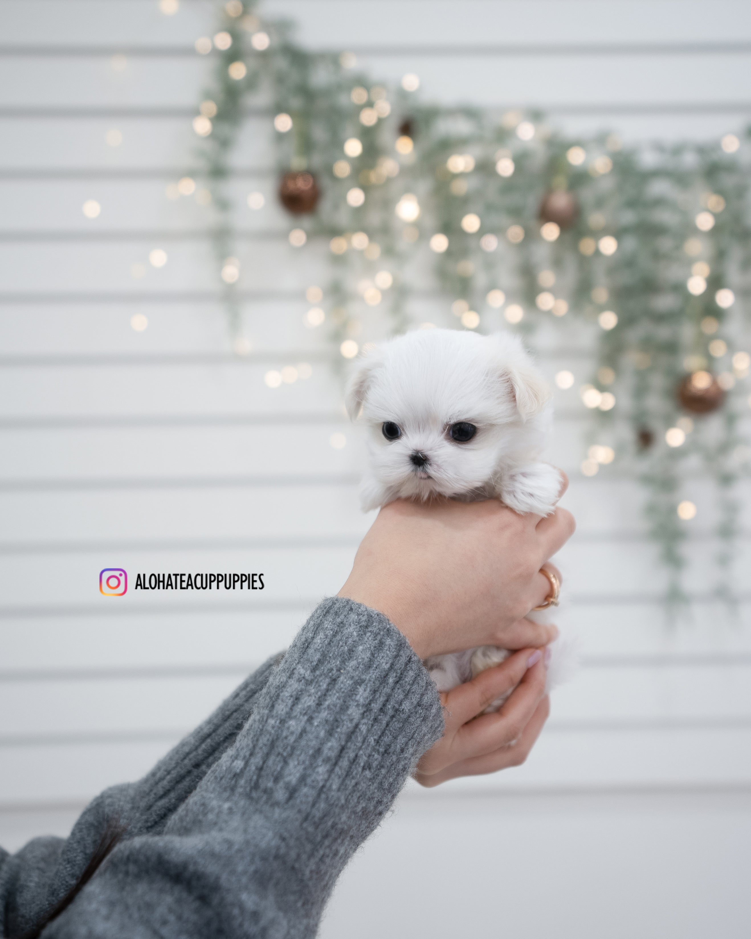 Ivy [TEACUP MALTESE]