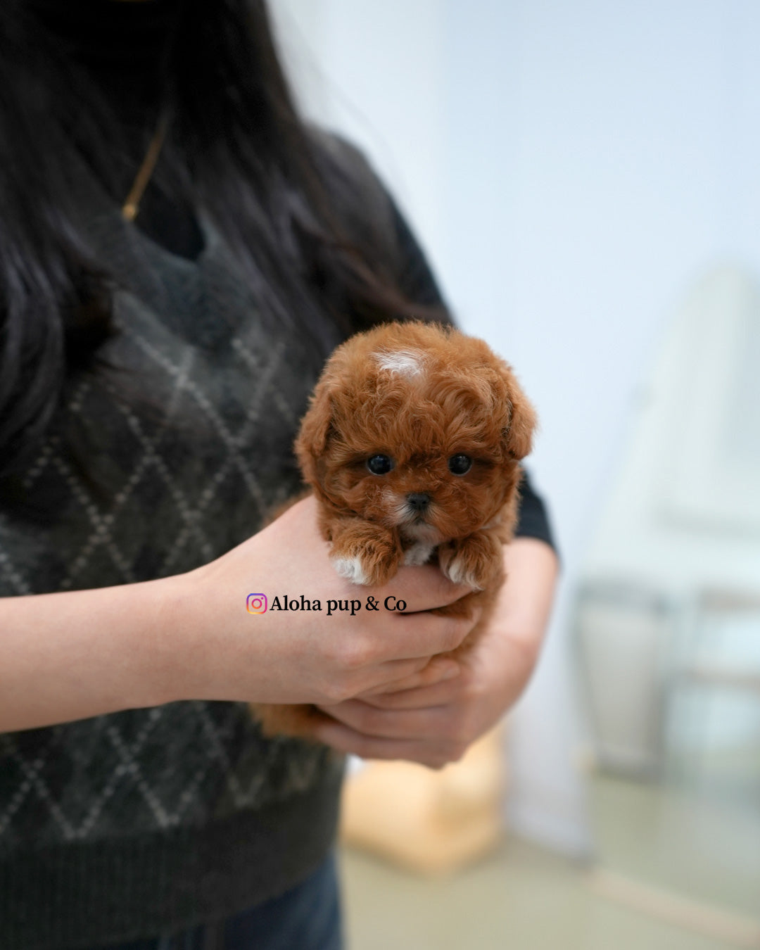 Dolly [TEACUP MALTIPOO]