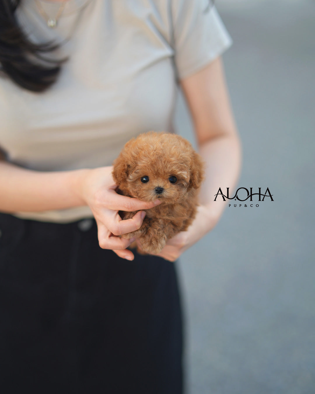Cara [TEACUP POODLE]