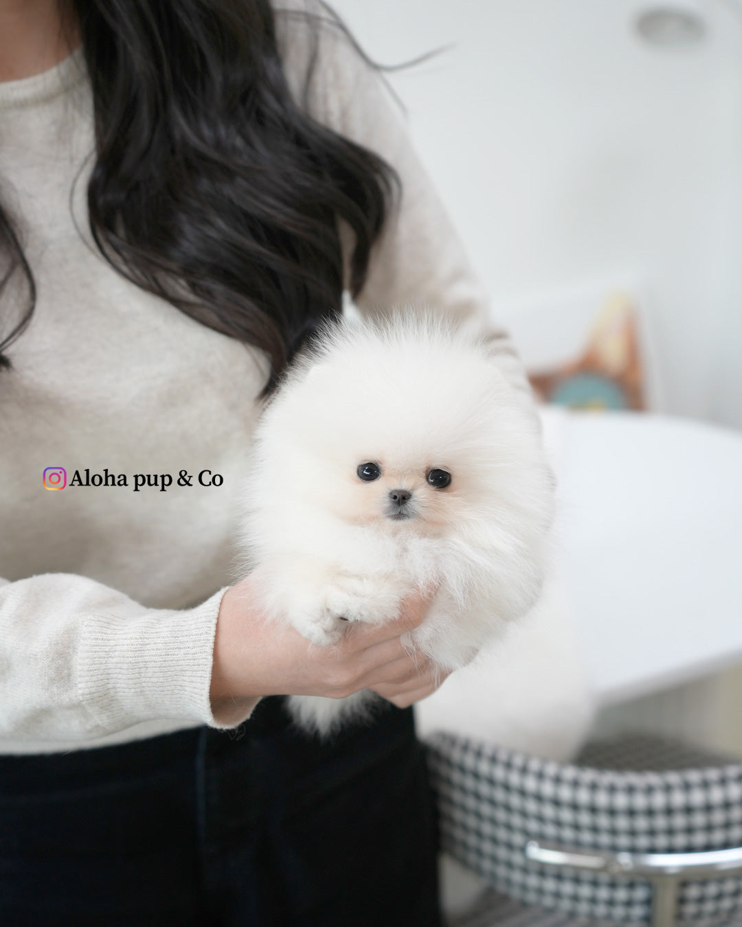 Oliver [POMERANIA TAZA DE TÉ]