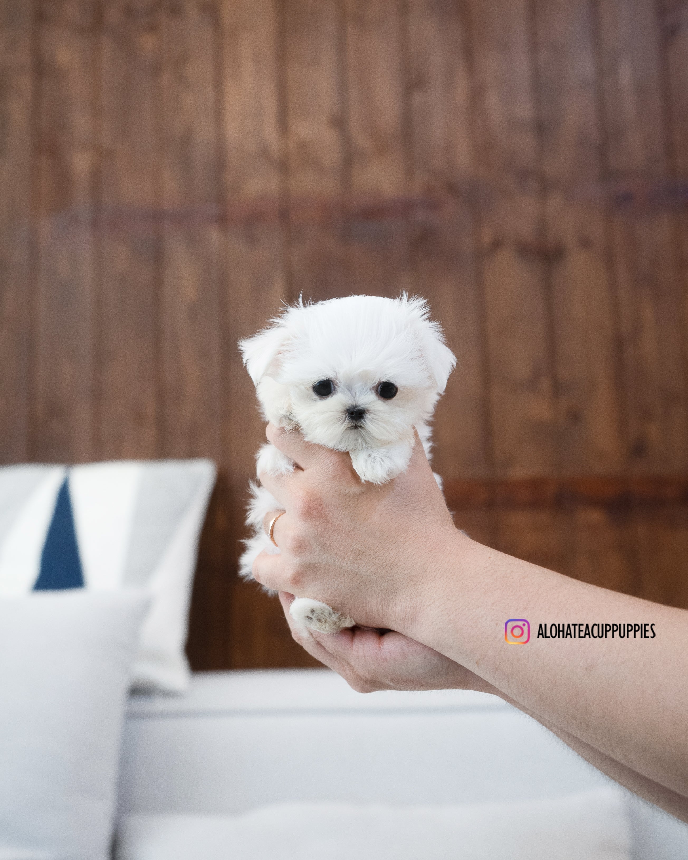 Eblin [TEACUP MALTESE]