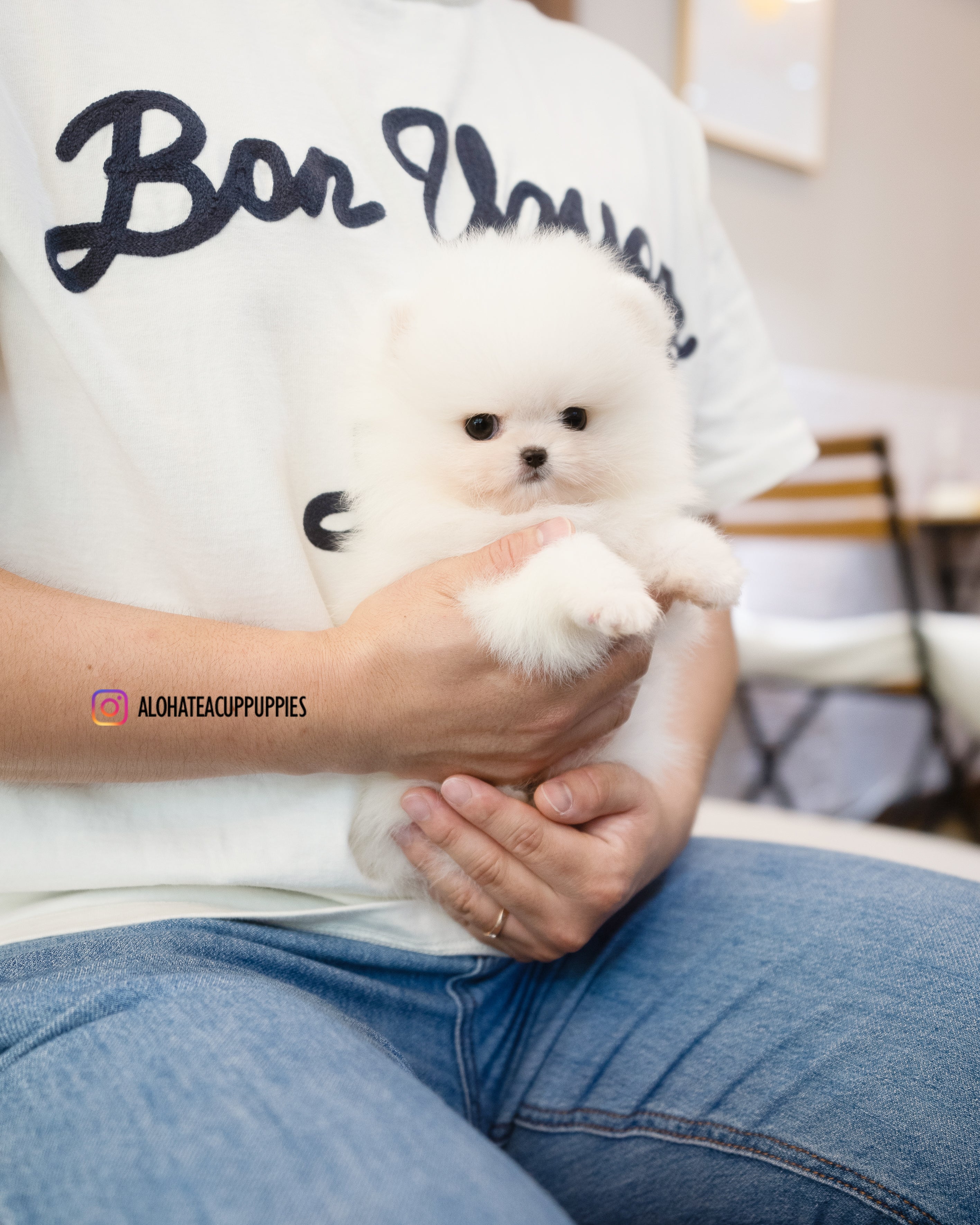 Bono [POMERANIA TAZA DE TÉ]
