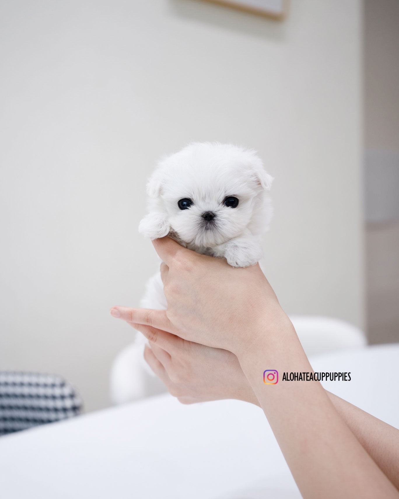 Ted [TEACUP MALTESE]