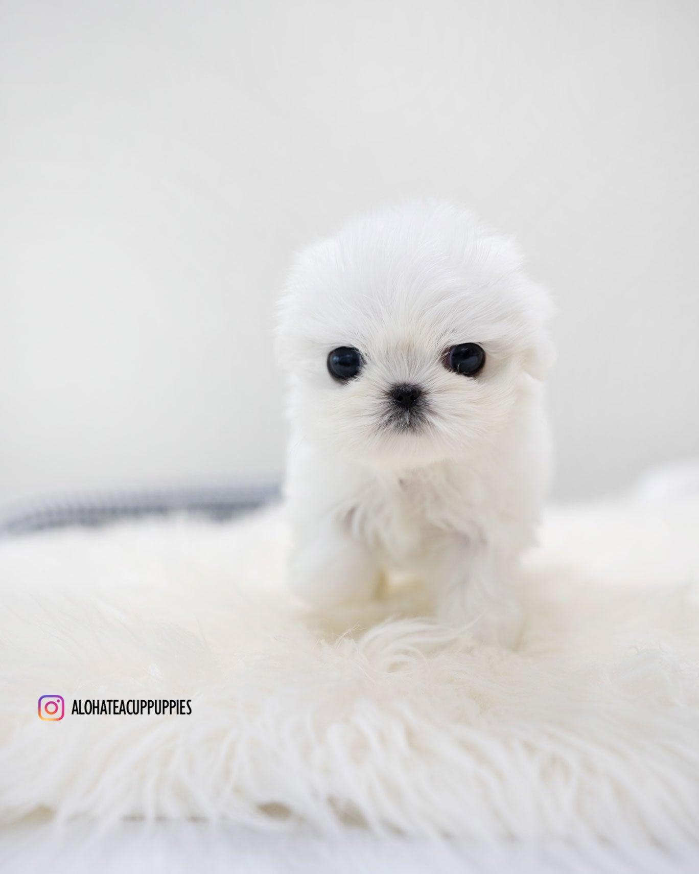 Ria [TEACUP MALTESE]