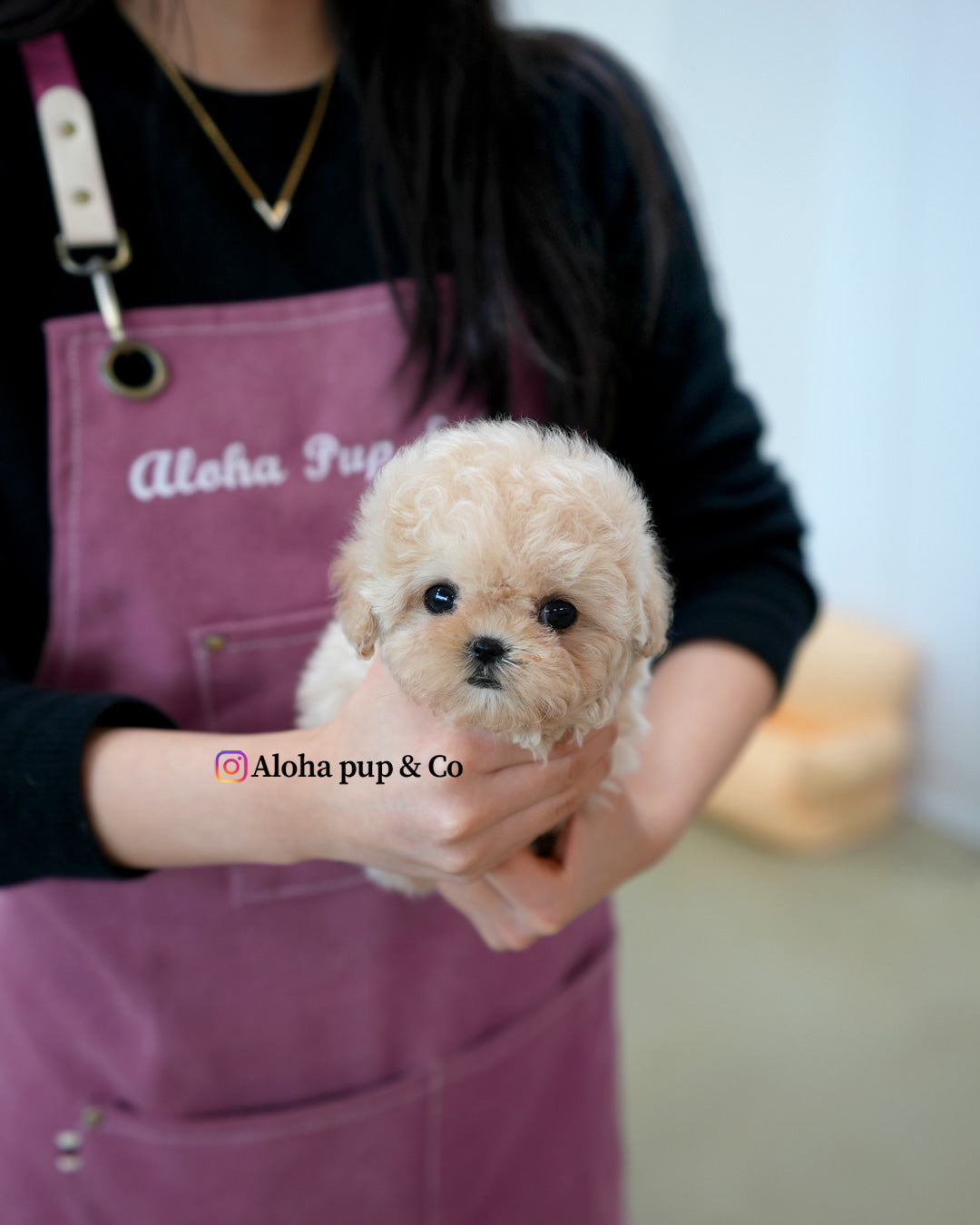 Rina [TEACUP MALTIPOO]