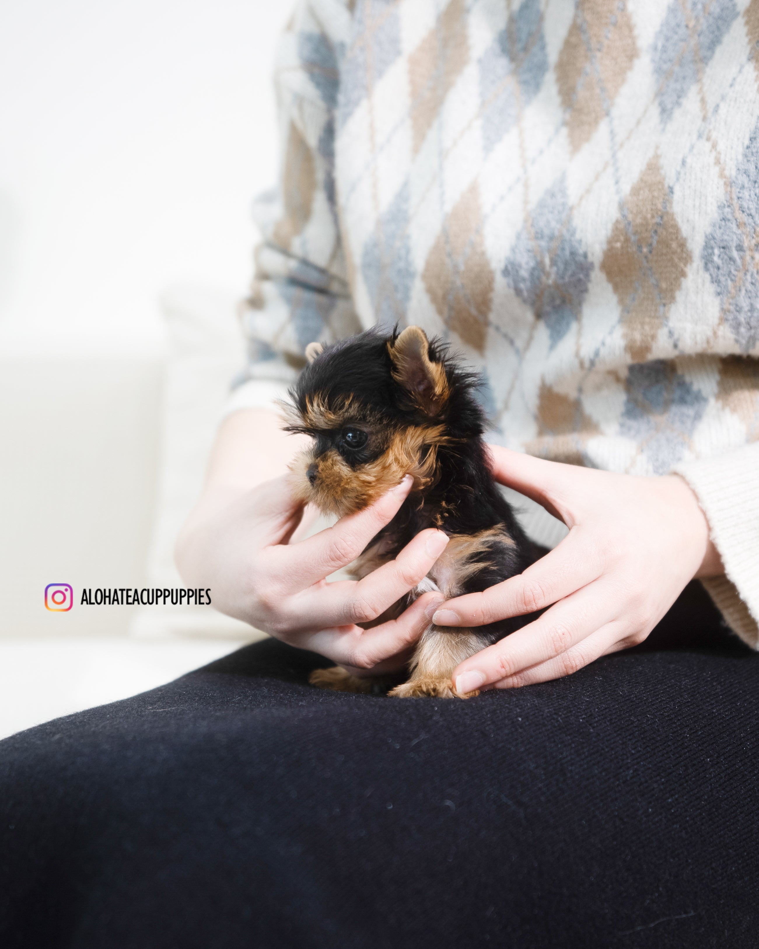 Rui [TEACUP YORKIE]