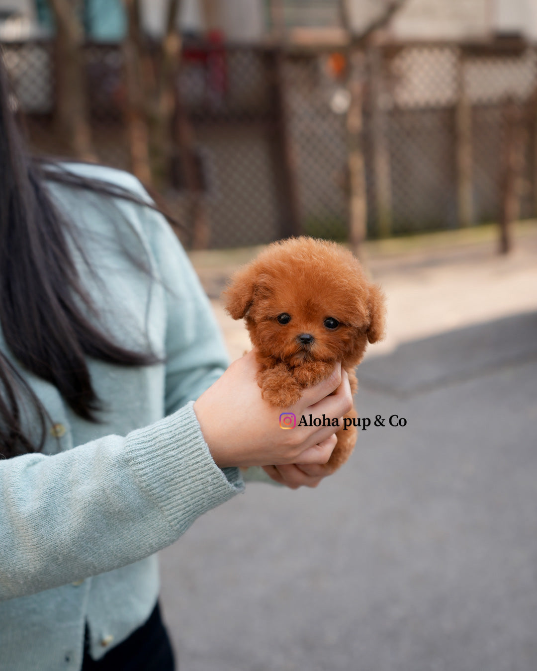 Kit [TEACUP POODLE]