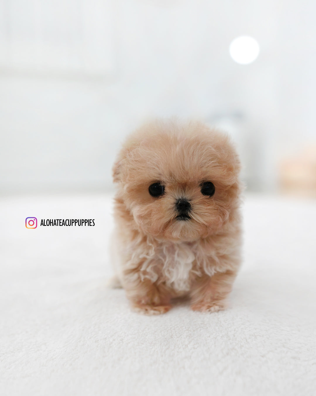 Ciel [TEACUP MALTIPOO]