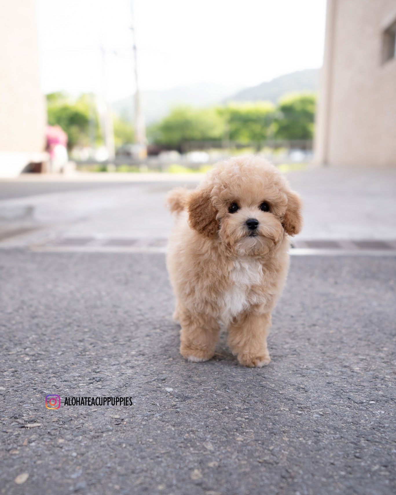 POO [MINI GOLDEN DOODLE]