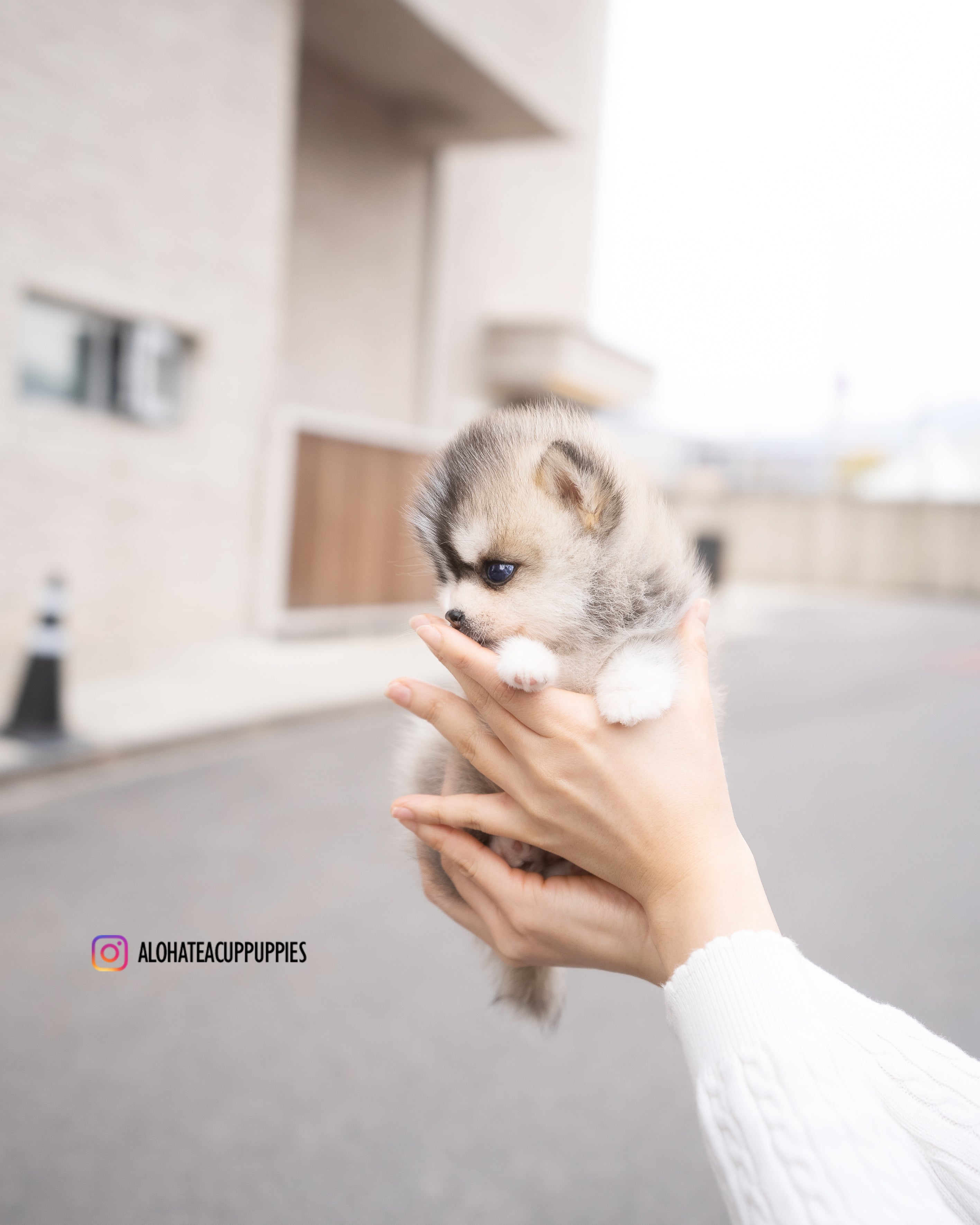 乔巴 [茶杯博美哈士奇犬]