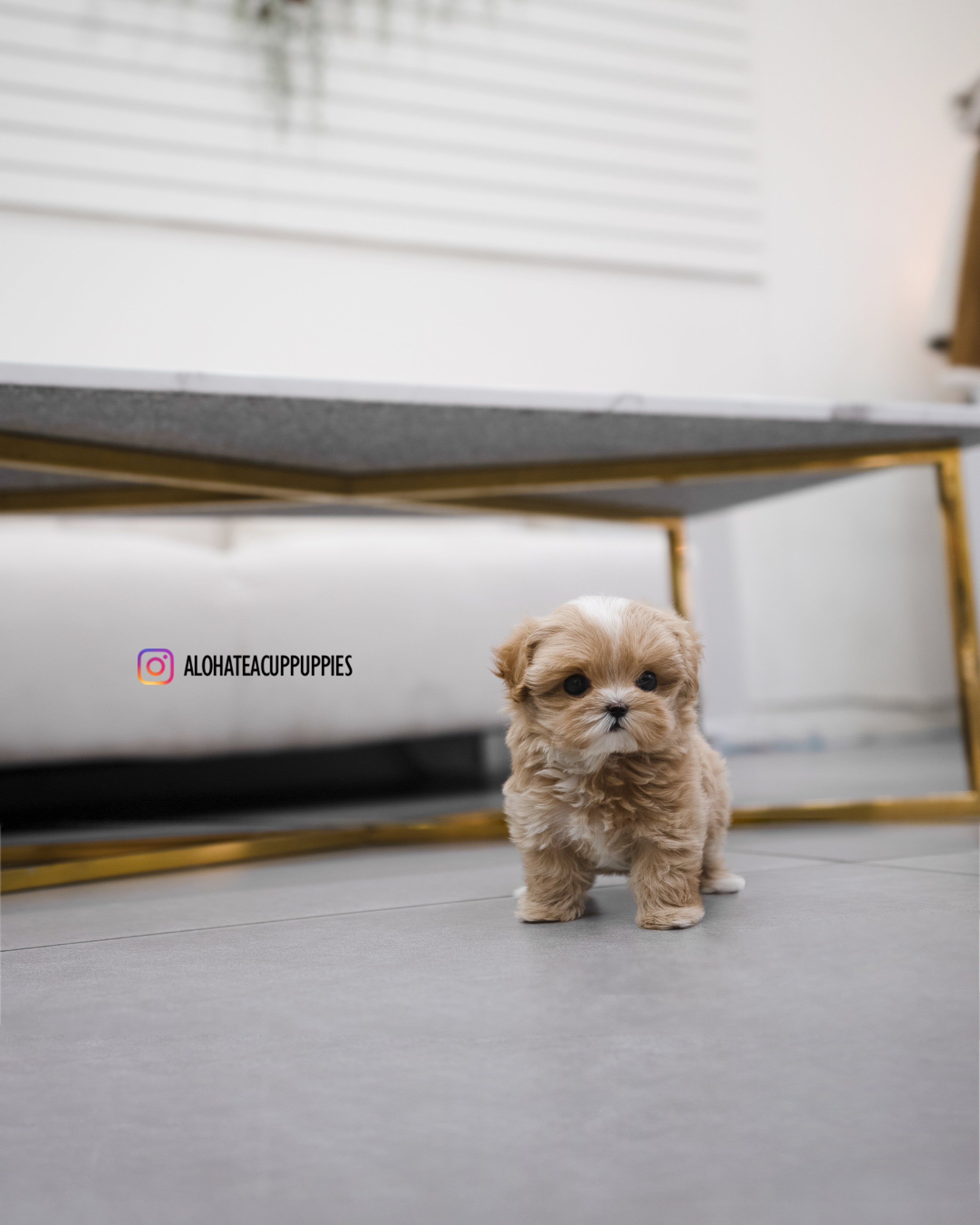 Apple [TEACUP MALTIPOO]