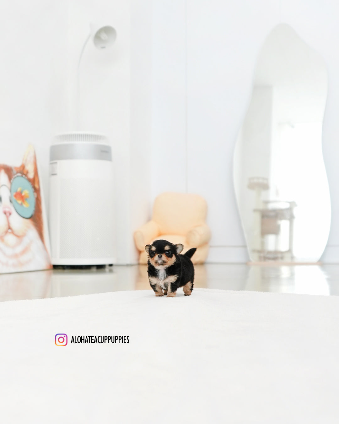 Kiel [TEACUP CHIHUAHUA]