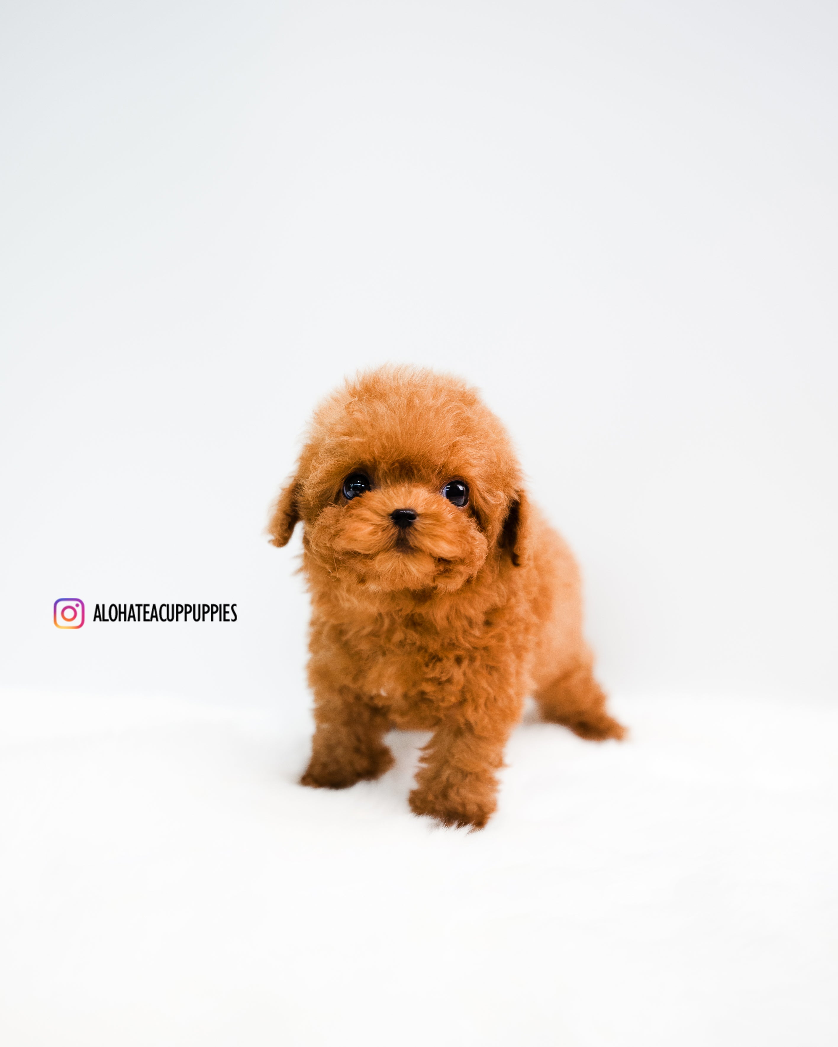 Rye [TEACUP POODLE]
