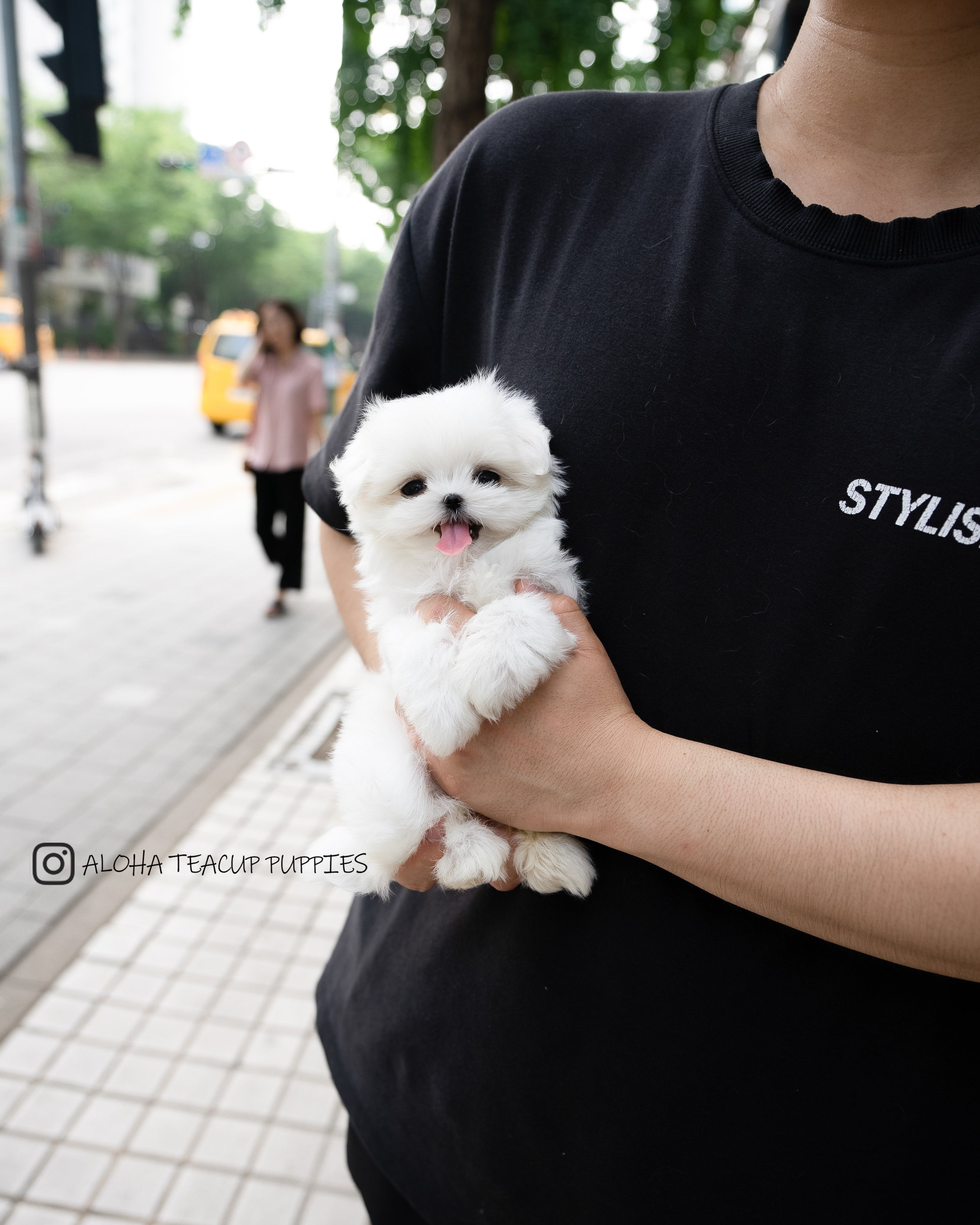 Lily [TEACUP MALTESE]