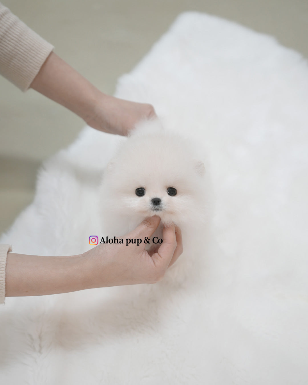 Roi [POMERANIA TAZA DE TÉ]