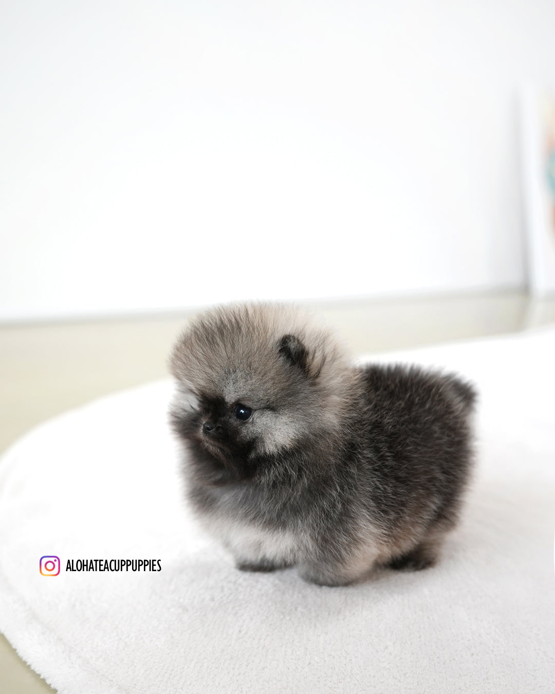 西奥 [茶杯博美犬]