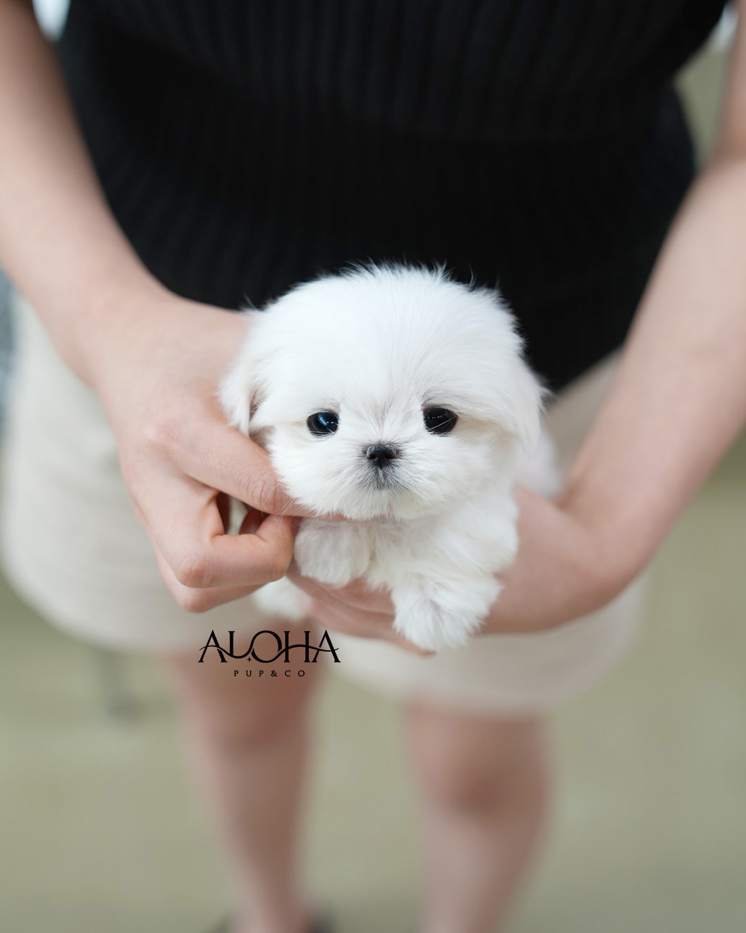 Lio [TEACUP Maltese]