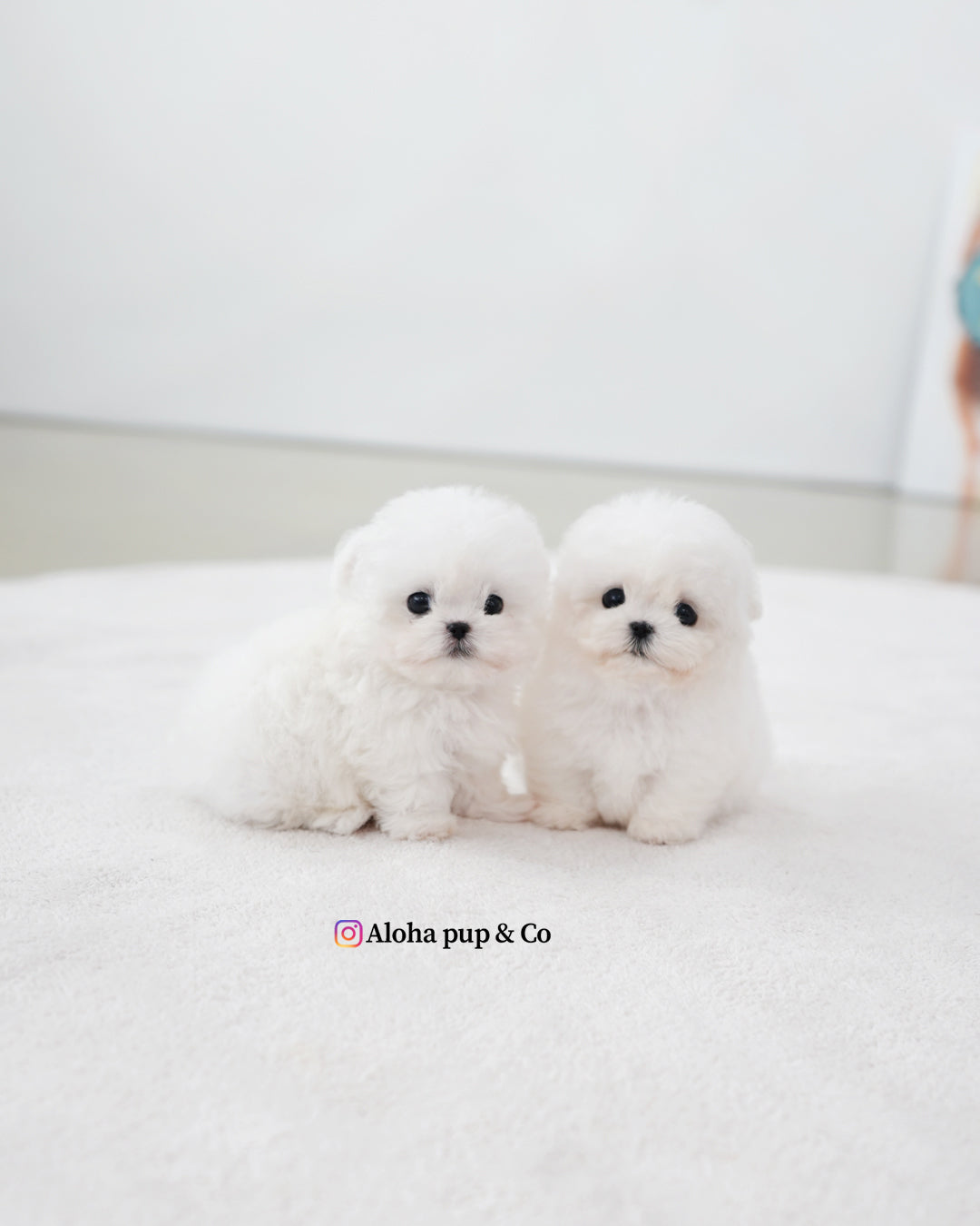 Max [TEACUP BICHON]