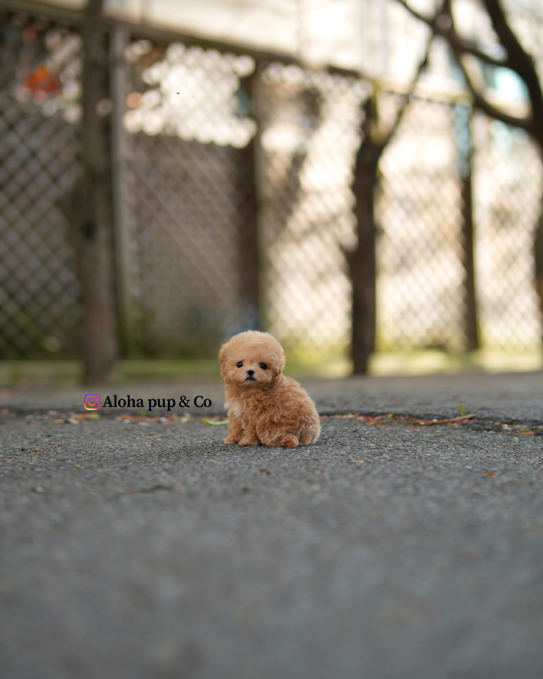 Tes [TEACUP MALTIPOO]