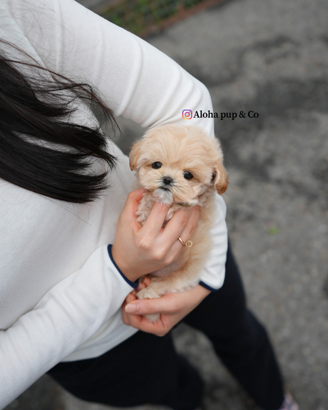 Roro [TEACUP MALTIPOO]