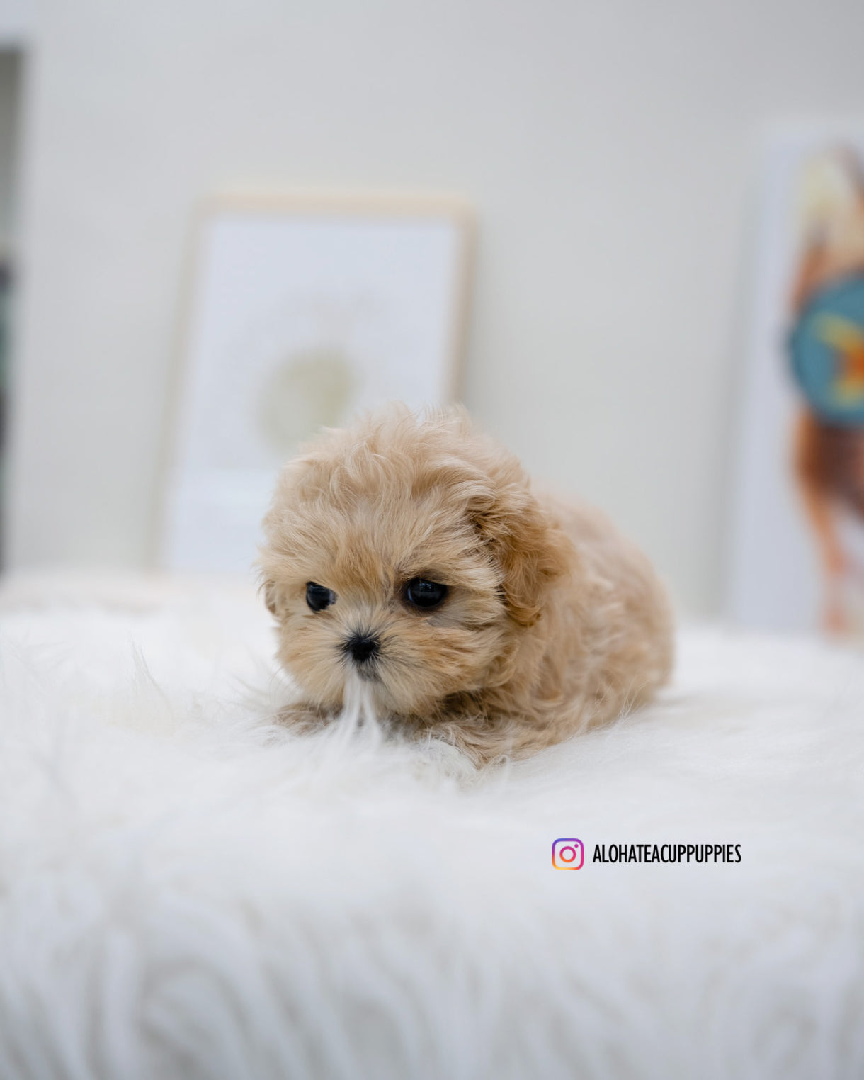 Lizzy [TEACUP MALTIPOO]