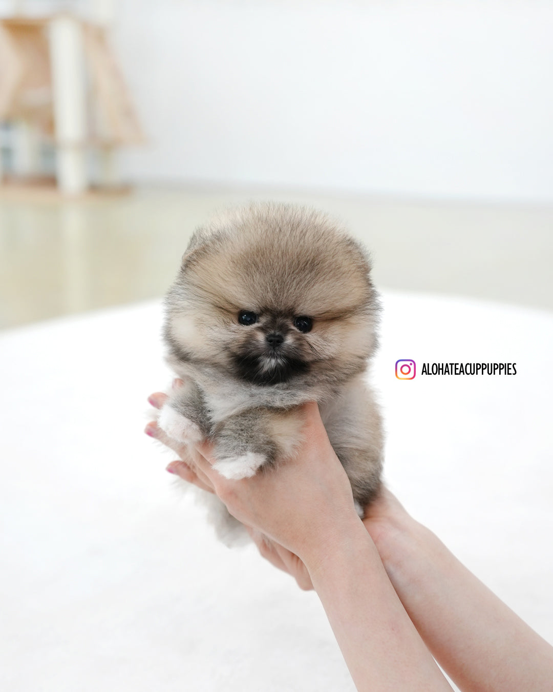 Pixie [POMERANIA TAZA DE TÉ]