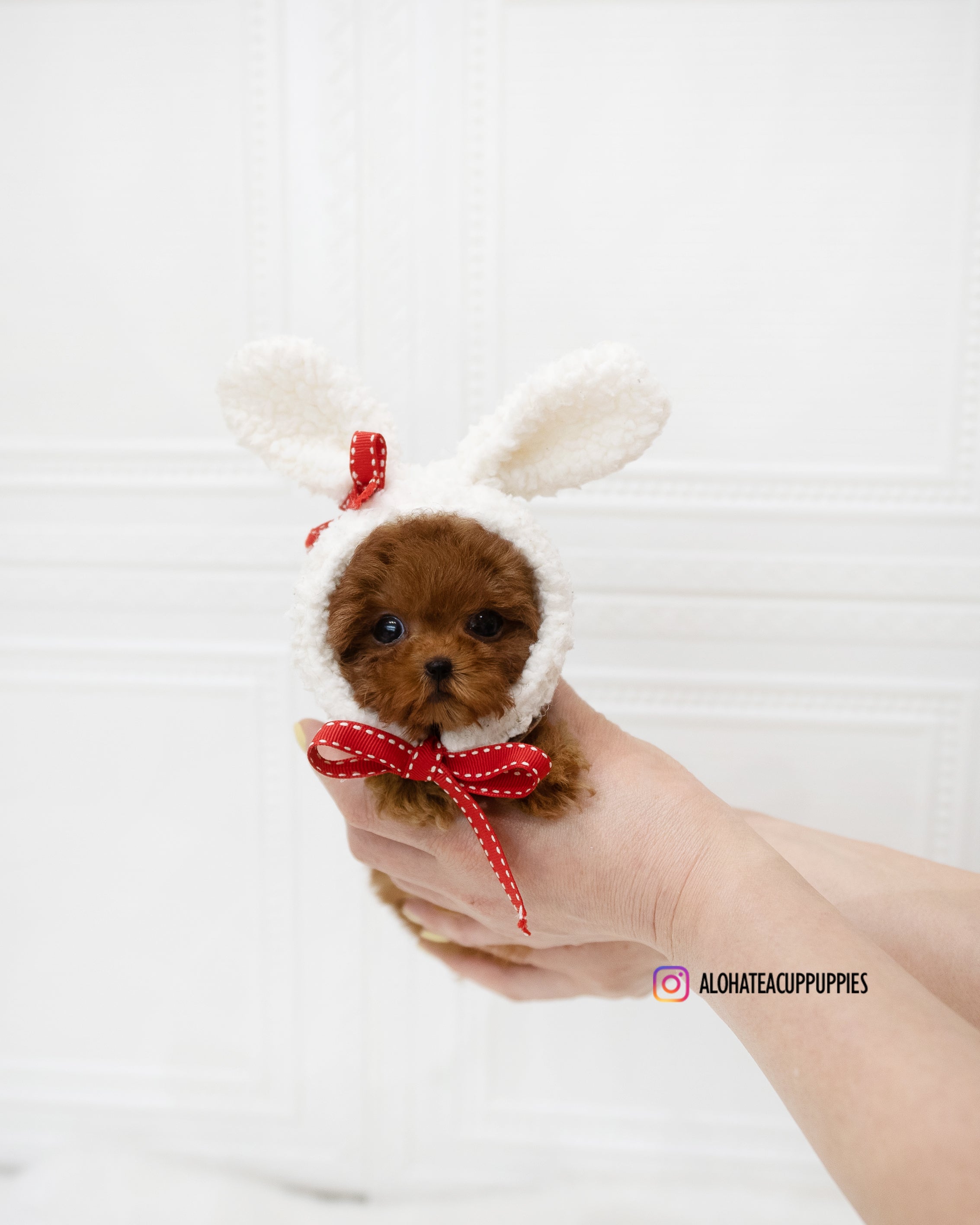 Dorothy [TEACUP POODLE]