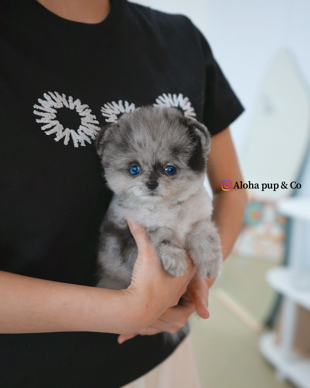 Lujo [POMERANIA TAZA DE TÉ]