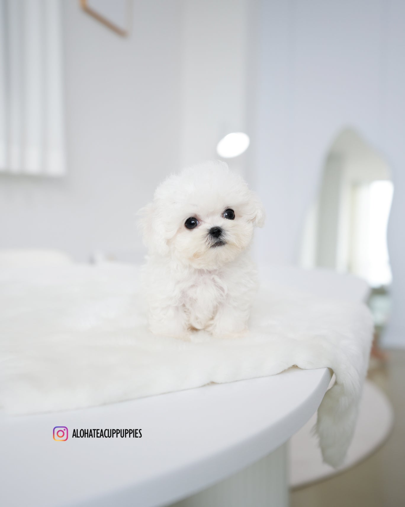 Star [TEACUP BICHON]
