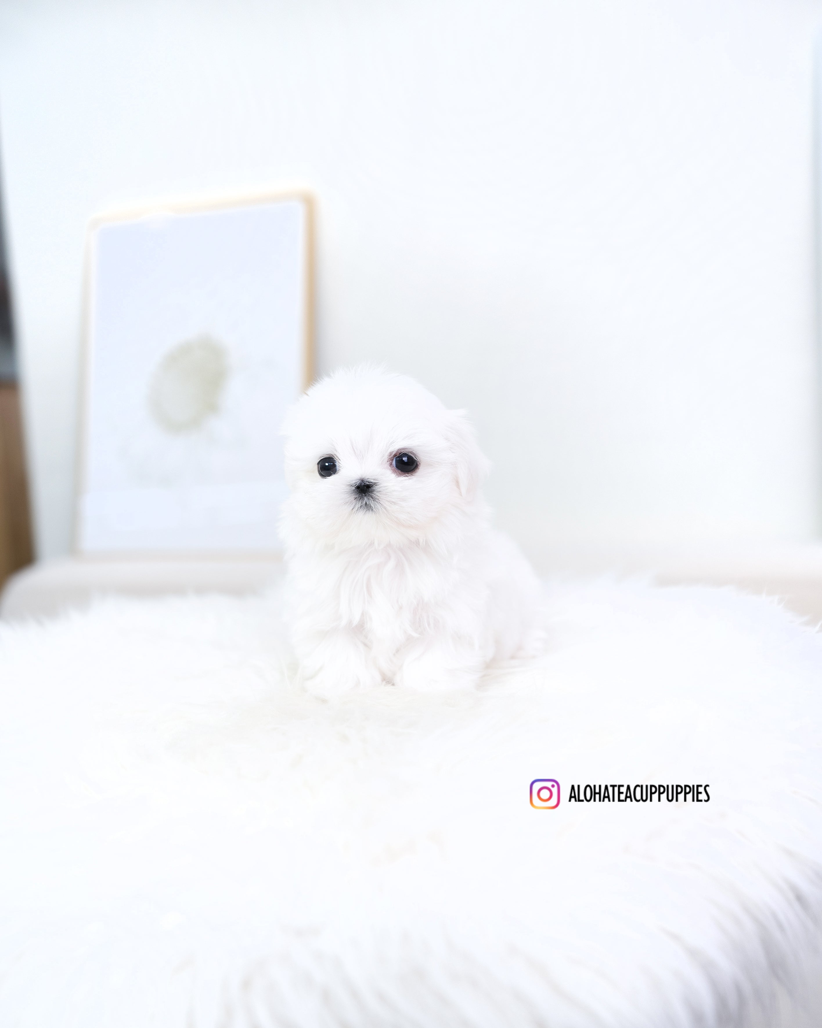 Reese [TEACUP MALTESE]