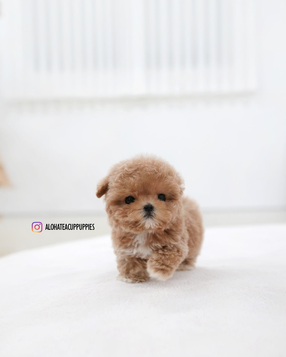 Toto [TEACUP MALTIPOO]