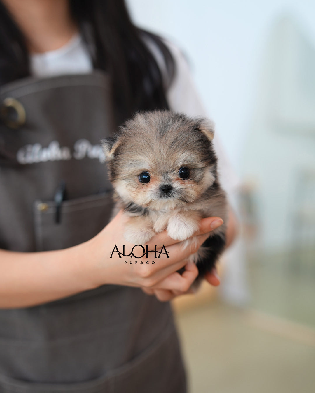Lexi [TEACUP Maltipom]