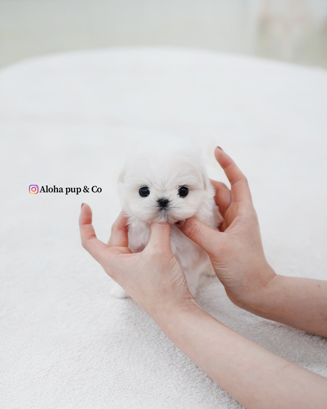Honey [TEACUP MALTESE]
