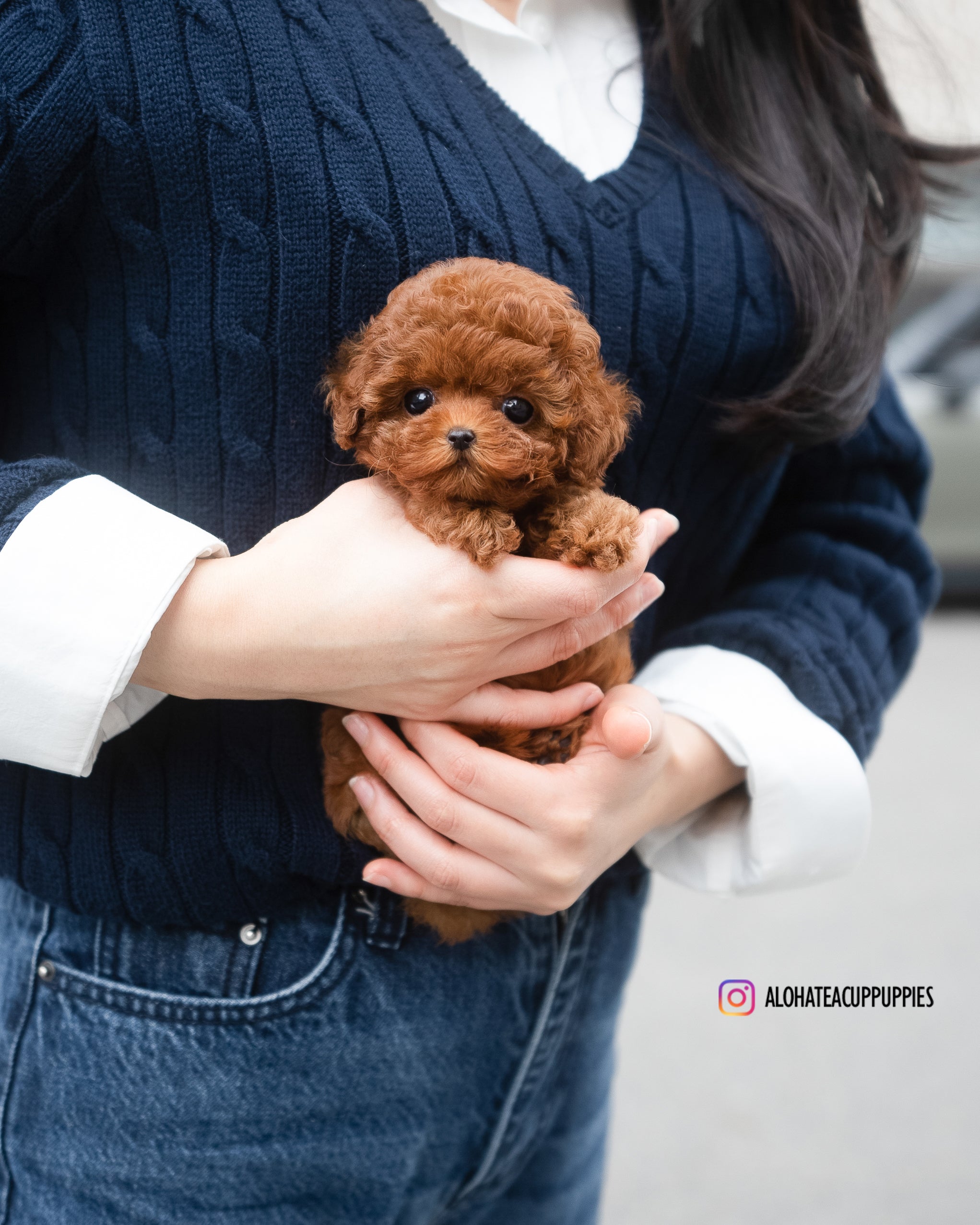 Jane [TEACUP POODLE]