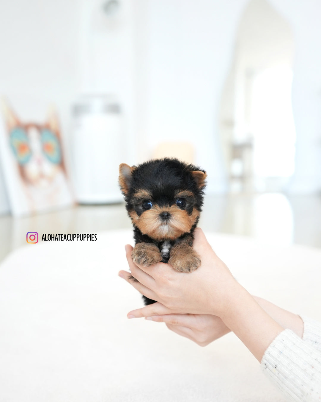 Benji [Teacup YORKIE]