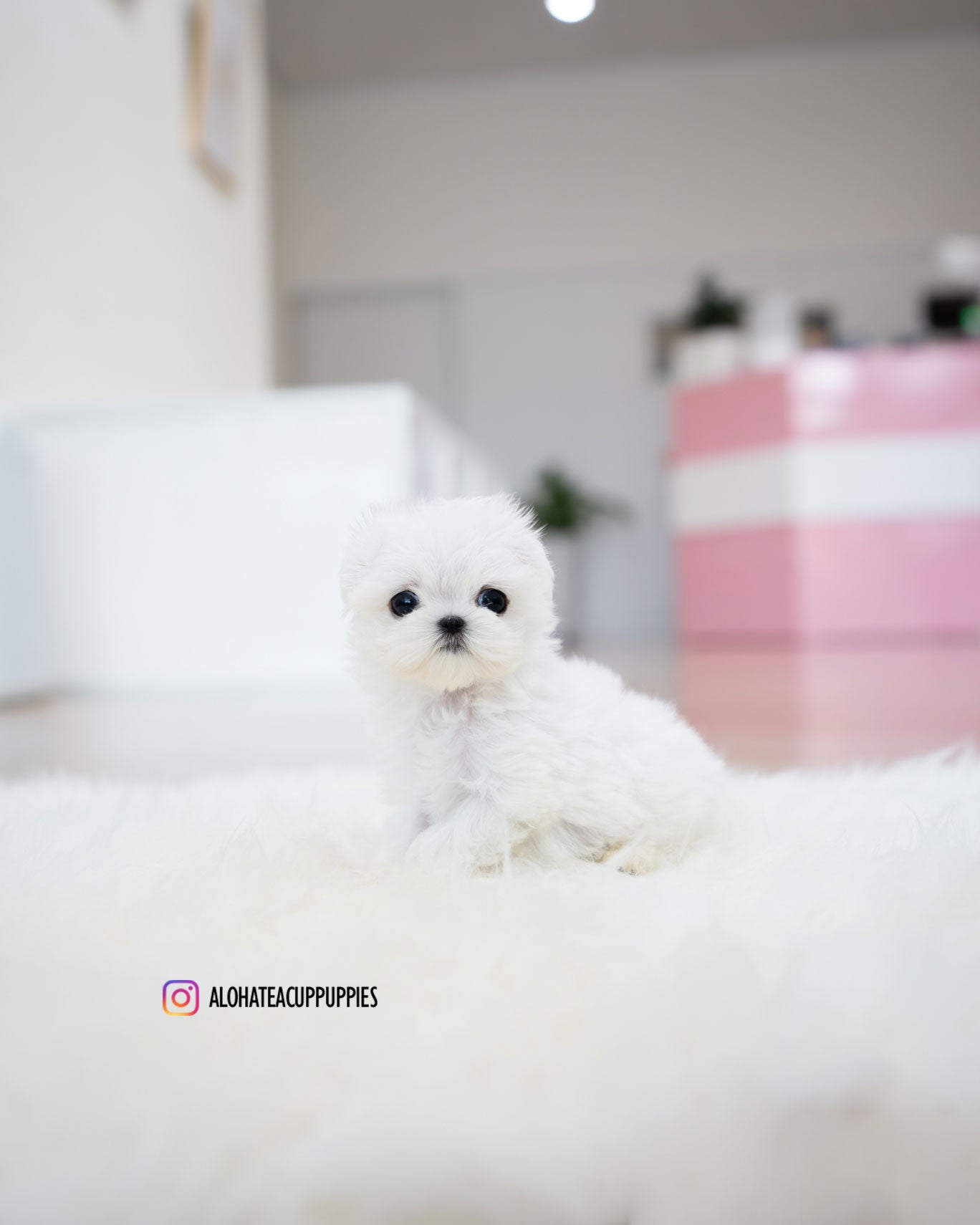 Honey [TEACUP MALTESE]